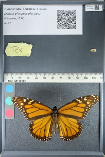 Media type: image;   Entomology 164946